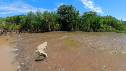 american crocodile relaxing at tarcoles river