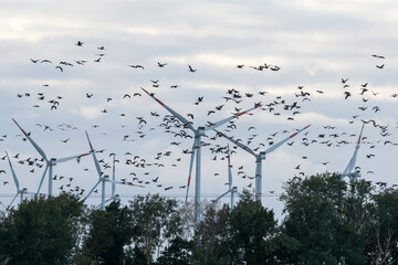 Vogelschwarm zwischen Windrädern