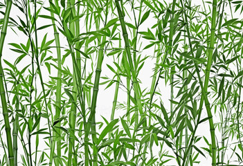 Fototapeta na wymiar The bamboo leaves on white background colorful background