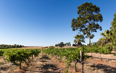 Beautiful vineyard in Barossa Valley, South Australia
