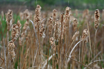 Fototapeta premium 부들