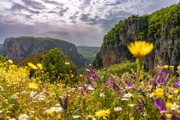 Flower in Spring at Vikos Gorge in Pindus Mountains, Greece