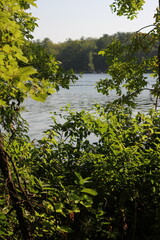 Fototapeta na wymiar Leafy branches hanging along the lake shore.