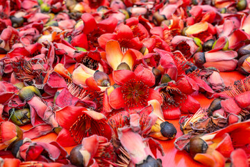 Sun-dried soup ingredient kapok