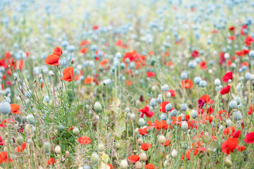 De Slaapbol, Papaver Somniferum, de zaaddozen worden gebruikt in de broodindustrie in de vorm van maanzaad of blauwmaanzaad. Ook wordt het zaad van deze bloem medich gebruikt als geneesmiddel.