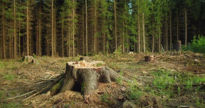 Close-up of a tree stump in a forest, depicting deforestation. Summer coniferous woods.