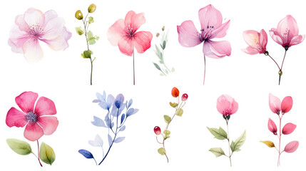 Set of watercolor wildflowers painting isolated on clear png background and transparent background. Fresh and nature concept for nature decorative and flower element, AI generative.	
