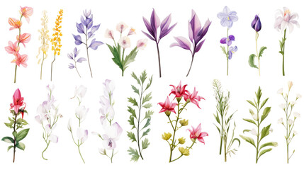 Set of watercolor wildflowers painting isolated on clear png background and transparent background. Fresh and nature concept for nature decorative and flower element, AI generative.	