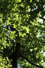 Fototapeta premium green leaves in the forest