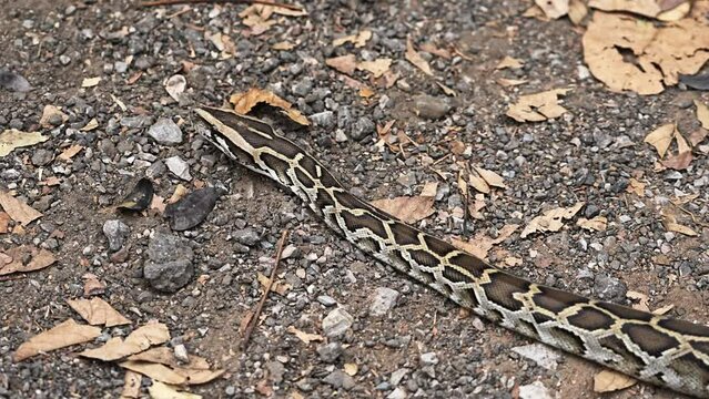 Young Snake Burmese Python (Python bivittatus) that slithers away on the ground and dry leaves.
