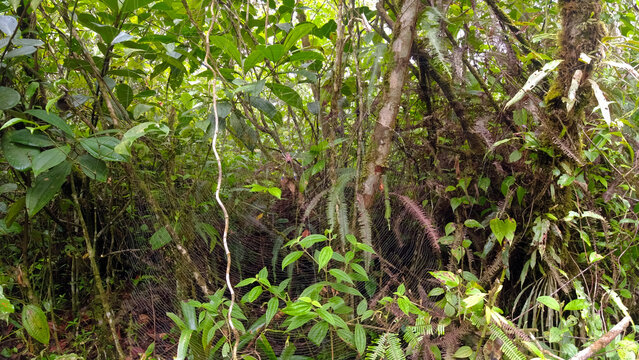 golden orb-web spider web in the jungle