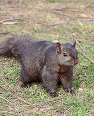 black squirrel close-up on grass
