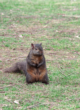 black squirrel close-up on grass