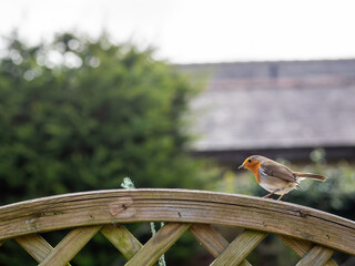 Robin perched on a fence