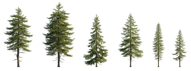 Larix decidua the European larch tree frontal set evergreen pinaceae needled tree isolated png medium and small on a transparent background perfectly cutout - obrazy, fototapety, plakaty