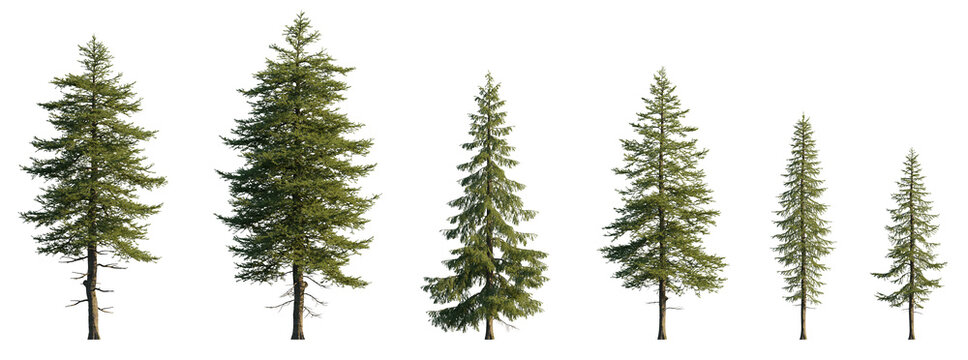 Larix decidua the European larch tree frontal set evergreen pinaceae needled tree isolated png medium and small on a transparent background premium cutout