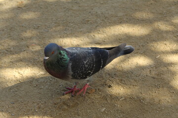 Pigeon on the street 