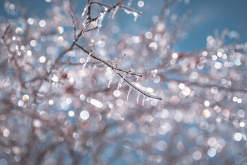 강원도 겨울 풍경