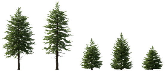 Abies concolor frontal set (the white, concolor, or Colorado fir) Pine-tree big tall tree isolated png on a transparent background premium cutout cloudy light