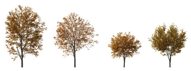 Acer tataricum ginnala frontal set (the Tatar, Tatarian,  Euacer, Amur maple) deciduous spreading shrub and treesisolated png on a transparent background perfectly cutout cloudy light - obrazy, fototapety, plakaty