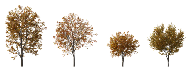 Acer tataricum ginnala frontal set (the Tatar, Tatarian,  Euacer, Amur maple) deciduous spreading shrub and trees isolated png on a transparent background premium cutout cloudy light