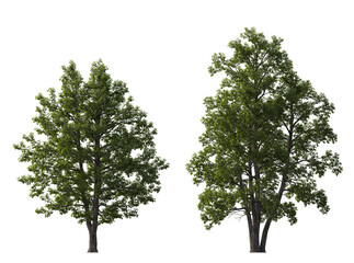Alnus glutinosa tree (common, black, European alder) frontal set street isolated png on a transparent background premium cutout cloudy light