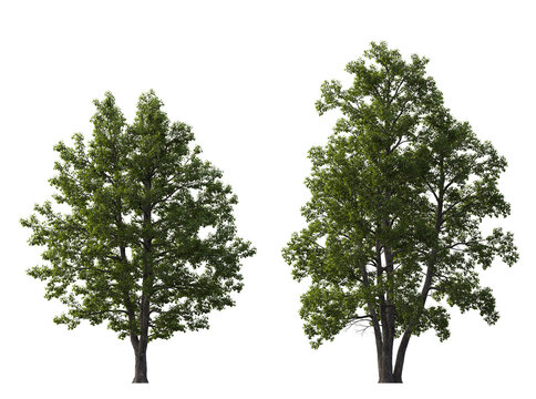 Alnus glutinosa tree (common, black, European alder) frontal set street isolated png on a transparent background perfectly cutout cloudy light