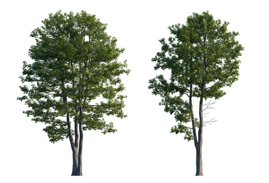 Alnus glutinosa tree (common, black, European alder) frontal set street isolated png on a transparent background perfectly cutout