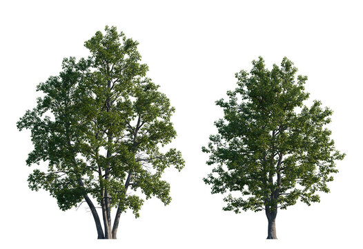Alnus glutinosa tree (common, black, European alder) frontal set street isolated png on a transparent background premium cutout
