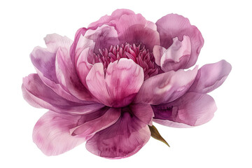 Close-up of a large purple peony flower. Watercolor illustration. Generated AI