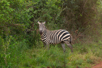 Zebra im Akagera Nationalpark in Ruanda, Afrika