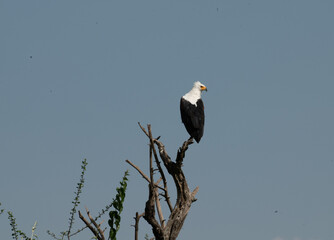 Schreiseeadler / Afrikanischer Fischadler / Adler auf Baum mit Himmel in Ruanda, Afrika