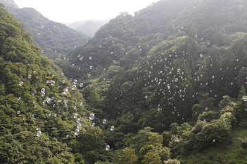 山に消えるしゃぼん玉