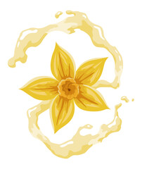 Vanilla flower. Realistic vector isolated design element. Nature spice. Yellow blossom with drops