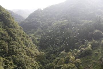 山に飛ぶシャボン玉