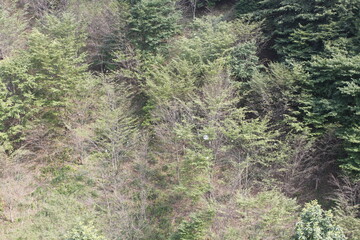 山に飛ぶシャボン玉