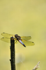 dragonfly on a branch