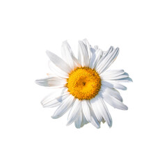 A white flower with a yellow center. The flower is the main focus of the image and is the most...