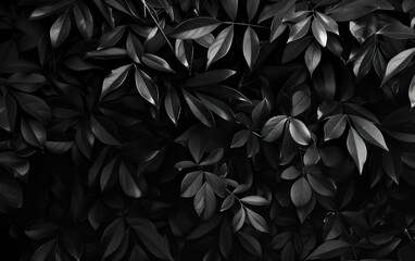 abstract dark background concept with black leaves