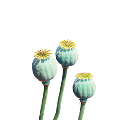 Detailed view of poppy seed pods, highlighting their texture and color.