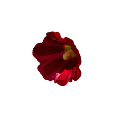 The image shows a vibrant red flower with distinct petals.