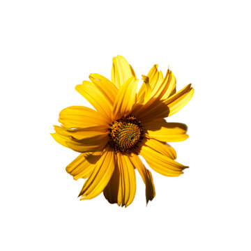 A close-up of a yellow flower showcasing its detailed center and radiant petals, contrasted by the white background.