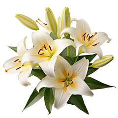 Elegant blooming lilies with buds, cut out