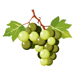 Healthy bunch of light green grapes on white background. Isolated vector summer berry in flat style