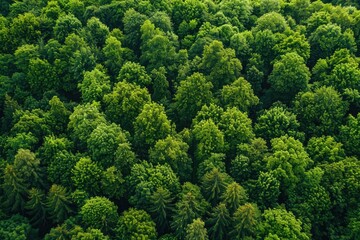 Naklejka premium A lush green forest with many trees. Concept of tranquility and serenity, as the viewer is surrounded by the peacefulness of nature