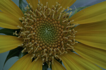 The beauty of sunflower in full bloom. This beautiful bright yellow flower has the scientific name Helianthus annuus.
