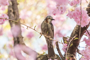 a brown-eared bulbul sitting on the branches of the cherry blossom tree