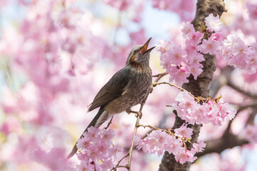 a brown-eared bulbul sitting on the branches of the cherry blossom tree