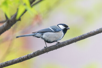 a great tit sitting on the branches of the cherry blossom tree