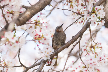 a brown-eared bulbul sitting on the branches of the cherry blossom tree
